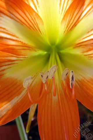 A mobile wallpaper and MMS picture for Apple iPhone 7s, 6s, 5s, 4s, Plus, iPods, iPads, New iPads, Samsung Galaxy S Series and Notes, Sony Ericsson Xperia, LG Mobile Phones, Tablets and Devices: Red color amaryllis flower.

