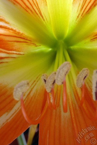 A mobile wallpaper and MMS picture for Apple iPhone 7s, 6s, 5s, 4s, Plus, iPods, iPads, New iPads, Samsung Galaxy S Series and Notes, Sony Ericsson Xperia, LG Mobile Phones, Tablets and Devices: Red color amaryllis flower.
