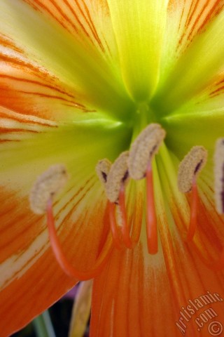 A mobile wallpaper and MMS picture for Apple iPhone 7s, 6s, 5s, 4s, Plus, iPods, iPads, New iPads, Samsung Galaxy S Series and Notes, Sony Ericsson Xperia, LG Mobile Phones, Tablets and Devices: Red color amaryllis flower.
