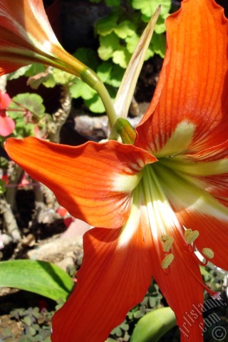 A mobile wallpaper and MMS picture for Apple iPhone 7s, 6s, 5s, 4s, Plus, iPods, iPads, New iPads, Samsung Galaxy S Series and Notes, Sony Ericsson Xperia, LG Mobile Phones, Tablets and Devices: Red color amaryllis flower.
