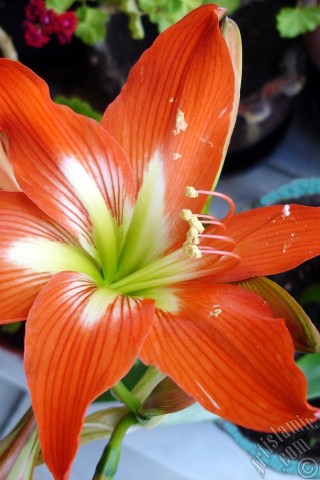 A mobile wallpaper and MMS picture for Apple iPhone 7s, 6s, 5s, 4s, Plus, iPods, iPads, New iPads, Samsung Galaxy S Series and Notes, Sony Ericsson Xperia, LG Mobile Phones, Tablets and Devices: Red color amaryllis flower.
