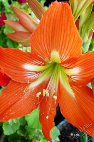 A mobile wallpaper and MMS picture for Apple iPhone 7s, 6s, 5s, 4s, Plus, iPods, iPads, New iPads, Samsung Galaxy S Series and Notes, Sony Ericsson Xperia, LG Mobile Phones, Tablets and Devices: Red color amaryllis flower.
