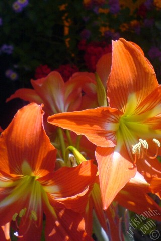 A mobile wallpaper and MMS picture for Apple iPhone 7s, 6s, 5s, 4s, Plus, iPods, iPads, New iPads, Samsung Galaxy S Series and Notes, Sony Ericsson Xperia, LG Mobile Phones, Tablets and Devices: Red color amaryllis flower.
