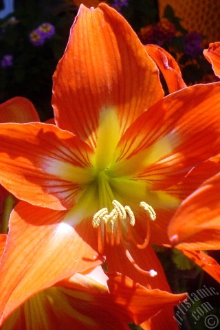 A mobile wallpaper and MMS picture for Apple iPhone 7s, 6s, 5s, 4s, Plus, iPods, iPads, New iPads, Samsung Galaxy S Series and Notes, Sony Ericsson Xperia, LG Mobile Phones, Tablets and Devices: Red color amaryllis flower.
