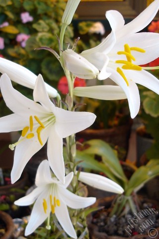 A mobile wallpaper and MMS picture for Apple iPhone 7s, 6s, 5s, 4s, Plus, iPods, iPads, New iPads, Samsung Galaxy S Series and Notes, Sony Ericsson Xperia, LG Mobile Phones, Tablets and Devices: White color amaryllis flower.
