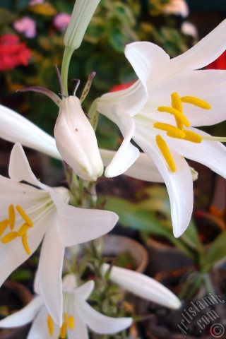 A mobile wallpaper and MMS picture for Apple iPhone 7s, 6s, 5s, 4s, Plus, iPods, iPads, New iPads, Samsung Galaxy S Series and Notes, Sony Ericsson Xperia, LG Mobile Phones, Tablets and Devices: White color amaryllis flower.

