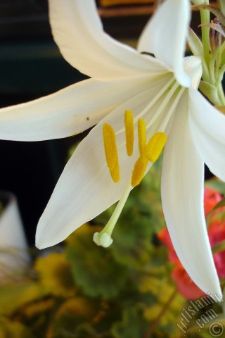 A mobile wallpaper and MMS picture for Apple iPhone 7s, 6s, 5s, 4s, Plus, iPods, iPads, New iPads, Samsung Galaxy S Series and Notes, Sony Ericsson Xperia, LG Mobile Phones, Tablets and Devices: White color amaryllis flower.
