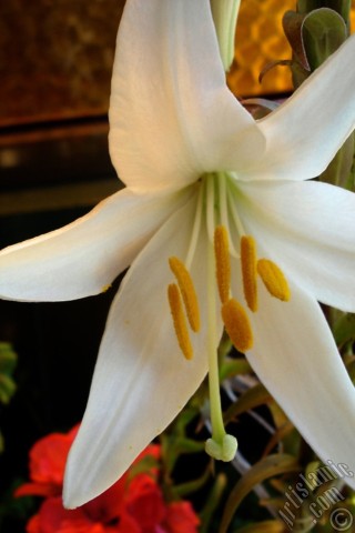A mobile wallpaper and MMS picture for Apple iPhone 7s, 6s, 5s, 4s, Plus, iPods, iPads, New iPads, Samsung Galaxy S Series and Notes, Sony Ericsson Xperia, LG Mobile Phones, Tablets and Devices: White color amaryllis flower.
