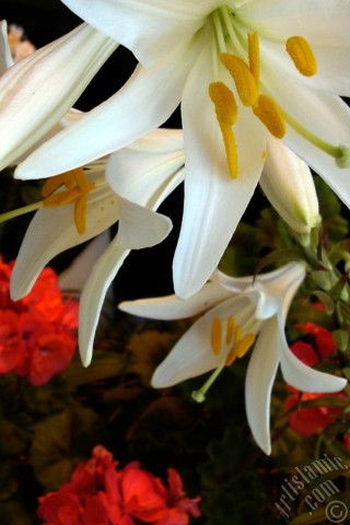 A mobile wallpaper and MMS picture for Apple iPhone 7s, 6s, 5s, 4s, Plus, iPods, iPads, New iPads, Samsung Galaxy S Series and Notes, Sony Ericsson Xperia, LG Mobile Phones, Tablets and Devices: White color amaryllis flower.
