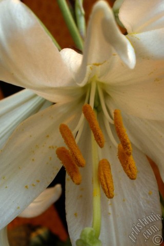 A mobile wallpaper and MMS picture for Apple iPhone 7s, 6s, 5s, 4s, Plus, iPods, iPads, New iPads, Samsung Galaxy S Series and Notes, Sony Ericsson Xperia, LG Mobile Phones, Tablets and Devices: White color amaryllis flower.
