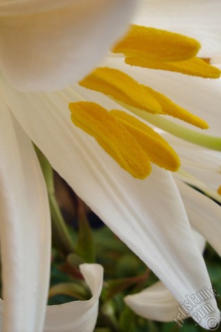 A mobile wallpaper and MMS picture for Apple iPhone 7s, 6s, 5s, 4s, Plus, iPods, iPads, New iPads, Samsung Galaxy S Series and Notes, Sony Ericsson Xperia, LG Mobile Phones, Tablets and Devices: White color amaryllis flower.
