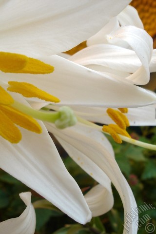 A mobile wallpaper and MMS picture for Apple iPhone 7s, 6s, 5s, 4s, Plus, iPods, iPads, New iPads, Samsung Galaxy S Series and Notes, Sony Ericsson Xperia, LG Mobile Phones, Tablets and Devices: White color amaryllis flower.
