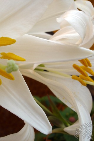 A mobile wallpaper and MMS picture for Apple iPhone 7s, 6s, 5s, 4s, Plus, iPods, iPads, New iPads, Samsung Galaxy S Series and Notes, Sony Ericsson Xperia, LG Mobile Phones, Tablets and Devices: White color amaryllis flower.
