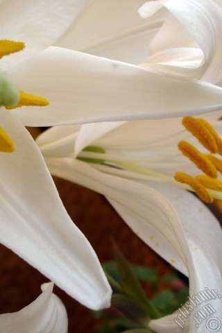 A mobile wallpaper and MMS picture for Apple iPhone 7s, 6s, 5s, 4s, Plus, iPods, iPads, New iPads, Samsung Galaxy S Series and Notes, Sony Ericsson Xperia, LG Mobile Phones, Tablets and Devices: White color amaryllis flower.
