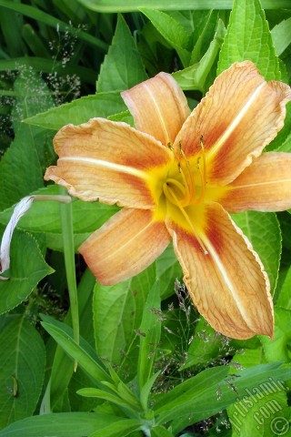 A mobile wallpaper and MMS picture for Apple iPhone 7s, 6s, 5s, 4s, Plus, iPods, iPads, New iPads, Samsung Galaxy S Series and Notes, Sony Ericsson Xperia, LG Mobile Phones, Tablets and Devices: Orange color daylily -tiger lily- flower.
