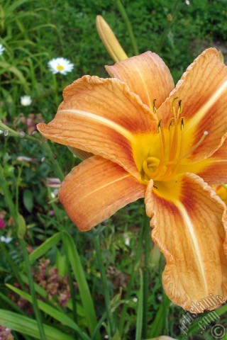 A mobile wallpaper and MMS picture for Apple iPhone 7s, 6s, 5s, 4s, Plus, iPods, iPads, New iPads, Samsung Galaxy S Series and Notes, Sony Ericsson Xperia, LG Mobile Phones, Tablets and Devices: Orange color daylily -tiger lily- flower.
