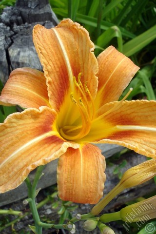 A mobile wallpaper and MMS picture for Apple iPhone 7s, 6s, 5s, 4s, Plus, iPods, iPads, New iPads, Samsung Galaxy S Series and Notes, Sony Ericsson Xperia, LG Mobile Phones, Tablets and Devices: Orange color daylily -tiger lily- flower.
