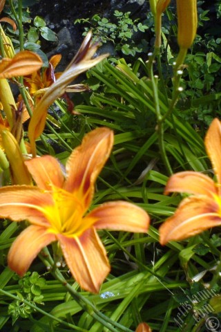 A mobile wallpaper and MMS picture for Apple iPhone 7s, 6s, 5s, 4s, Plus, iPods, iPads, New iPads, Samsung Galaxy S Series and Notes, Sony Ericsson Xperia, LG Mobile Phones, Tablets and Devices: Orange color daylily -tiger lily- flower.
