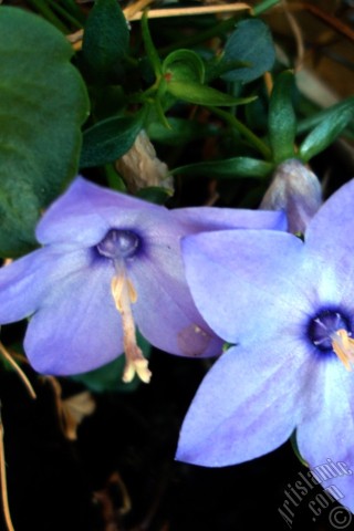 A mobile wallpaper and MMS picture for Apple iPhone 7s, 6s, 5s, 4s, Plus, iPods, iPads, New iPads, Samsung Galaxy S Series and Notes, Sony Ericsson Xperia, LG Mobile Phones, Tablets and Devices: Balloon Flower -Chinese Bellflower-.
