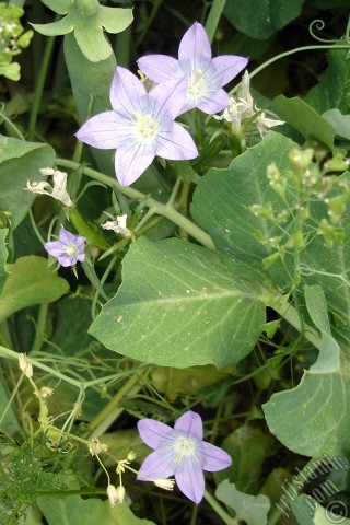 A mobile wallpaper and MMS picture for Apple iPhone 7s, 6s, 5s, 4s, Plus, iPods, iPads, New iPads, Samsung Galaxy S Series and Notes, Sony Ericsson Xperia, LG Mobile Phones, Tablets and Devices: Balloon Flower -Chinese Bellflower-.
