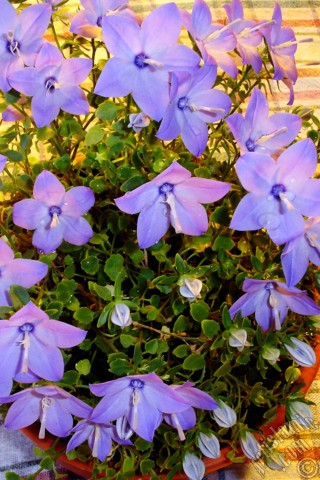 A mobile wallpaper and MMS picture for Apple iPhone 7s, 6s, 5s, 4s, Plus, iPods, iPads, New iPads, Samsung Galaxy S Series and Notes, Sony Ericsson Xperia, LG Mobile Phones, Tablets and Devices: Balloon Flower -Chinese Bellflower-.
