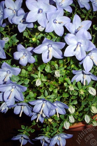 A mobile wallpaper and MMS picture for Apple iPhone 7s, 6s, 5s, 4s, Plus, iPods, iPads, New iPads, Samsung Galaxy S Series and Notes, Sony Ericsson Xperia, LG Mobile Phones, Tablets and Devices: Balloon Flower -Chinese Bellflower-.
