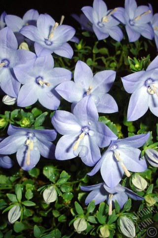 A mobile wallpaper and MMS picture for Apple iPhone 7s, 6s, 5s, 4s, Plus, iPods, iPads, New iPads, Samsung Galaxy S Series and Notes, Sony Ericsson Xperia, LG Mobile Phones, Tablets and Devices: Balloon Flower -Chinese Bellflower-.
