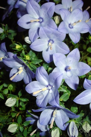A mobile wallpaper and MMS picture for Apple iPhone 7s, 6s, 5s, 4s, Plus, iPods, iPads, New iPads, Samsung Galaxy S Series and Notes, Sony Ericsson Xperia, LG Mobile Phones, Tablets and Devices: Balloon Flower -Chinese Bellflower-.
