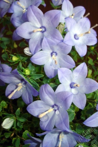 A mobile wallpaper and MMS picture for Apple iPhone 7s, 6s, 5s, 4s, Plus, iPods, iPads, New iPads, Samsung Galaxy S Series and Notes, Sony Ericsson Xperia, LG Mobile Phones, Tablets and Devices: Balloon Flower -Chinese Bellflower-.
