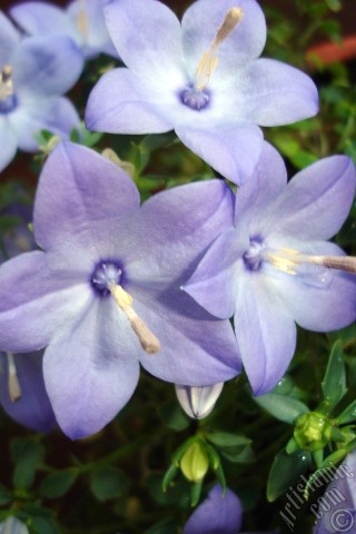 A mobile wallpaper and MMS picture for Apple iPhone 7s, 6s, 5s, 4s, Plus, iPods, iPads, New iPads, Samsung Galaxy S Series and Notes, Sony Ericsson Xperia, LG Mobile Phones, Tablets and Devices: Balloon Flower -Chinese Bellflower-.
