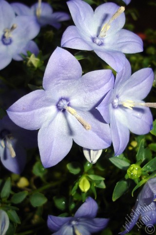 A mobile wallpaper and MMS picture for Apple iPhone 7s, 6s, 5s, 4s, Plus, iPods, iPads, New iPads, Samsung Galaxy S Series and Notes, Sony Ericsson Xperia, LG Mobile Phones, Tablets and Devices: Balloon Flower -Chinese Bellflower-.
