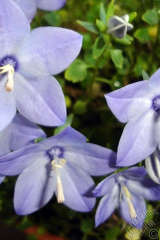 A mobile wallpaper and MMS picture for Apple iPhone 7s, 6s, 5s, 4s, Plus, iPods, iPads, New iPads, Samsung Galaxy S Series and Notes, Sony Ericsson Xperia, LG Mobile Phones, Tablets and Devices: Balloon Flower -Chinese Bellflower-.
