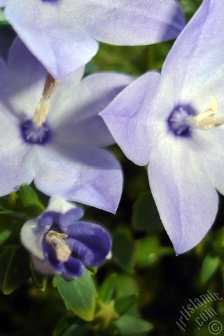 A mobile wallpaper and MMS picture for Apple iPhone 7s, 6s, 5s, 4s, Plus, iPods, iPads, New iPads, Samsung Galaxy S Series and Notes, Sony Ericsson Xperia, LG Mobile Phones, Tablets and Devices: Balloon Flower -Chinese Bellflower-.
