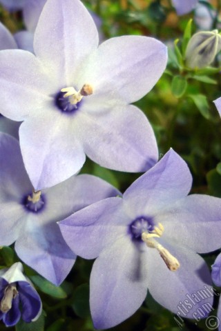 A mobile wallpaper and MMS picture for Apple iPhone 7s, 6s, 5s, 4s, Plus, iPods, iPads, New iPads, Samsung Galaxy S Series and Notes, Sony Ericsson Xperia, LG Mobile Phones, Tablets and Devices: Balloon Flower -Chinese Bellflower-.
