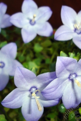 A mobile wallpaper and MMS picture for Apple iPhone 7s, 6s, 5s, 4s, Plus, iPods, iPads, New iPads, Samsung Galaxy S Series and Notes, Sony Ericsson Xperia, LG Mobile Phones, Tablets and Devices: Balloon Flower -Chinese Bellflower-.
