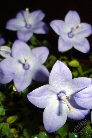 A mobile wallpaper and MMS picture for Apple iPhone 7s, 6s, 5s, 4s, Plus, iPods, iPads, New iPads, Samsung Galaxy S Series and Notes, Sony Ericsson Xperia, LG Mobile Phones, Tablets and Devices: Balloon Flower -Chinese Bellflower-.

