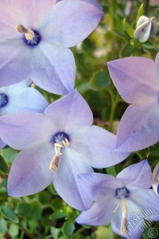 A mobile wallpaper and MMS picture for Apple iPhone 7s, 6s, 5s, 4s, Plus, iPods, iPads, New iPads, Samsung Galaxy S Series and Notes, Sony Ericsson Xperia, LG Mobile Phones, Tablets and Devices: Balloon Flower -Chinese Bellflower-.
