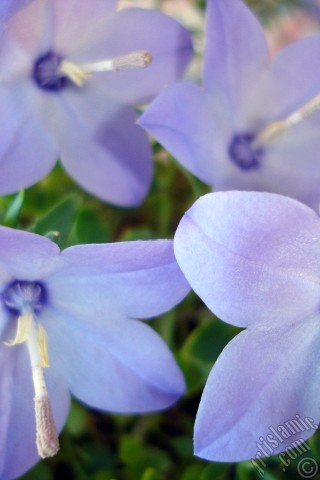 A mobile wallpaper and MMS picture for Apple iPhone 7s, 6s, 5s, 4s, Plus, iPods, iPads, New iPads, Samsung Galaxy S Series and Notes, Sony Ericsson Xperia, LG Mobile Phones, Tablets and Devices: Balloon Flower -Chinese Bellflower-.
