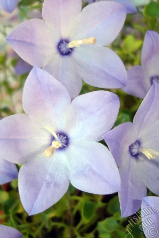 A mobile wallpaper and MMS picture for Apple iPhone 7s, 6s, 5s, 4s, Plus, iPods, iPads, New iPads, Samsung Galaxy S Series and Notes, Sony Ericsson Xperia, LG Mobile Phones, Tablets and Devices: Balloon Flower -Chinese Bellflower-.
