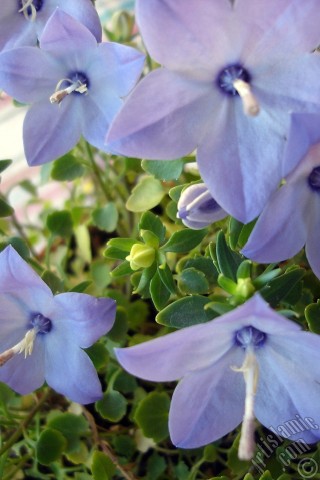 A mobile wallpaper and MMS picture for Apple iPhone 7s, 6s, 5s, 4s, Plus, iPods, iPads, New iPads, Samsung Galaxy S Series and Notes, Sony Ericsson Xperia, LG Mobile Phones, Tablets and Devices: Balloon Flower -Chinese Bellflower-.
