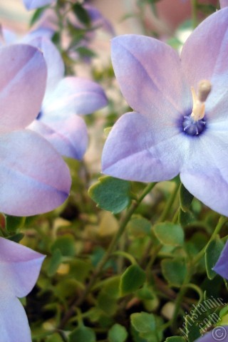 A mobile wallpaper and MMS picture for Apple iPhone 7s, 6s, 5s, 4s, Plus, iPods, iPads, New iPads, Samsung Galaxy S Series and Notes, Sony Ericsson Xperia, LG Mobile Phones, Tablets and Devices: Balloon Flower -Chinese Bellflower-.

