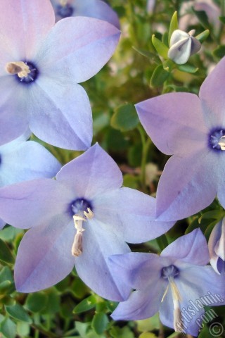 A mobile wallpaper and MMS picture for Apple iPhone 7s, 6s, 5s, 4s, Plus, iPods, iPads, New iPads, Samsung Galaxy S Series and Notes, Sony Ericsson Xperia, LG Mobile Phones, Tablets and Devices: Balloon Flower -Chinese Bellflower-.
