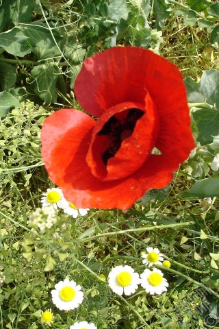 A mobile wallpaper and MMS picture for Apple iPhone 7s, 6s, 5s, 4s, Plus, iPods, iPads, New iPads, Samsung Galaxy S Series and Notes, Sony Ericsson Xperia, LG Mobile Phones, Tablets and Devices: Red poppy flower.
