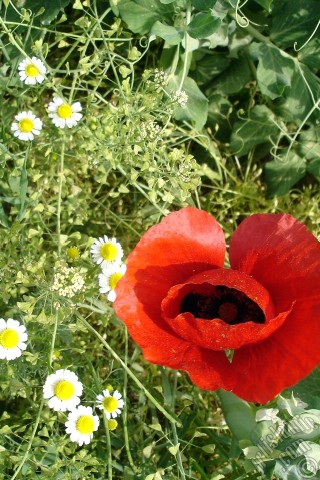 A mobile wallpaper and MMS picture for Apple iPhone 7s, 6s, 5s, 4s, Plus, iPods, iPads, New iPads, Samsung Galaxy S Series and Notes, Sony Ericsson Xperia, LG Mobile Phones, Tablets and Devices: Red poppy flower.
