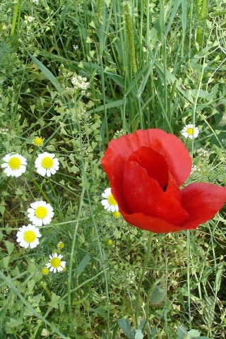A mobile wallpaper and MMS picture for Apple iPhone 7s, 6s, 5s, 4s, Plus, iPods, iPads, New iPads, Samsung Galaxy S Series and Notes, Sony Ericsson Xperia, LG Mobile Phones, Tablets and Devices: Red poppy flower.
