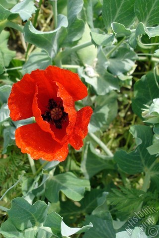 A mobile wallpaper and MMS picture for Apple iPhone 7s, 6s, 5s, 4s, Plus, iPods, iPads, New iPads, Samsung Galaxy S Series and Notes, Sony Ericsson Xperia, LG Mobile Phones, Tablets and Devices: Red poppy flower.
