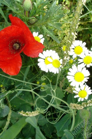 A mobile wallpaper and MMS picture for Apple iPhone 7s, 6s, 5s, 4s, Plus, iPods, iPads, New iPads, Samsung Galaxy S Series and Notes, Sony Ericsson Xperia, LG Mobile Phones, Tablets and Devices: Red poppy flower.
