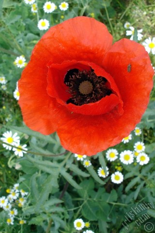 A mobile wallpaper and MMS picture for Apple iPhone 7s, 6s, 5s, 4s, Plus, iPods, iPads, New iPads, Samsung Galaxy S Series and Notes, Sony Ericsson Xperia, LG Mobile Phones, Tablets and Devices: Red poppy flower.
