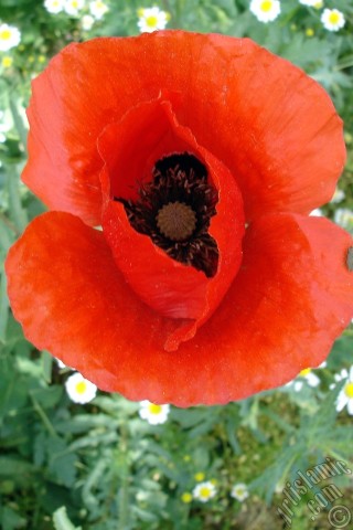 A mobile wallpaper and MMS picture for Apple iPhone 7s, 6s, 5s, 4s, Plus, iPods, iPads, New iPads, Samsung Galaxy S Series and Notes, Sony Ericsson Xperia, LG Mobile Phones, Tablets and Devices: Red poppy flower.
