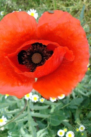 A mobile wallpaper and MMS picture for Apple iPhone 7s, 6s, 5s, 4s, Plus, iPods, iPads, New iPads, Samsung Galaxy S Series and Notes, Sony Ericsson Xperia, LG Mobile Phones, Tablets and Devices: Red poppy flower.
